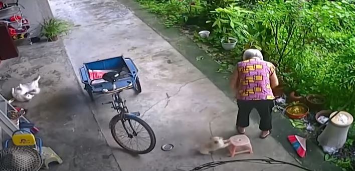 The smart dog quickly moved a chair for grandma to sit on 2