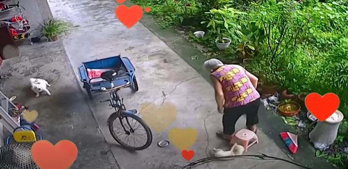 The smart dog quickly moved a chair for grandma to sit on 3