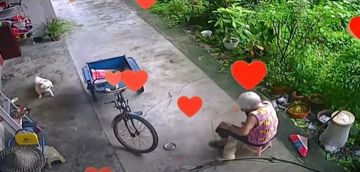 The smart dog quickly moved a chair for grandma to sit on 4