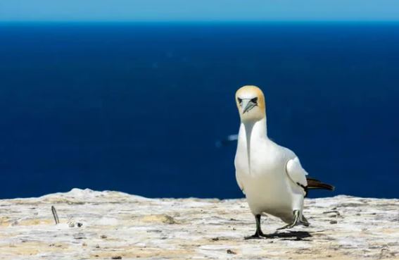 The story of world's loneliest bird: fell in love with a piece of concrete all his life because he had no friends 1