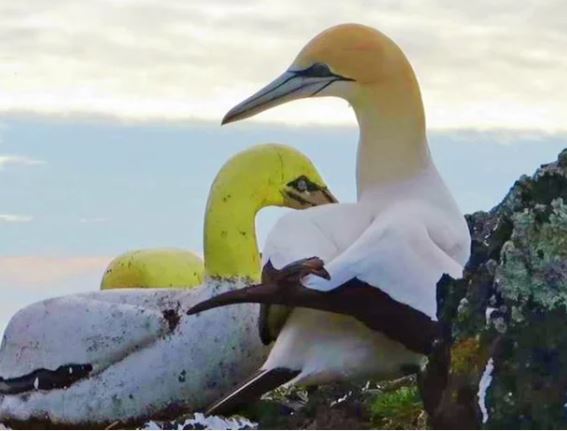 The story of world's loneliest bird: fell in love with a piece of concrete all his life because he had no friends 2