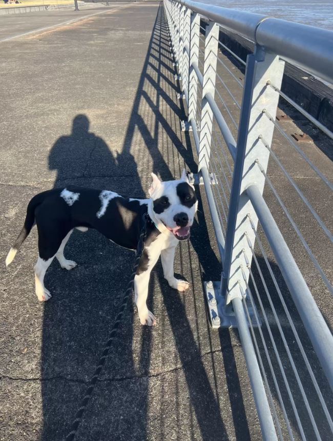 A shelter dog shows best reaction to have been reunited with his family, after thinking he had lost them forever 1