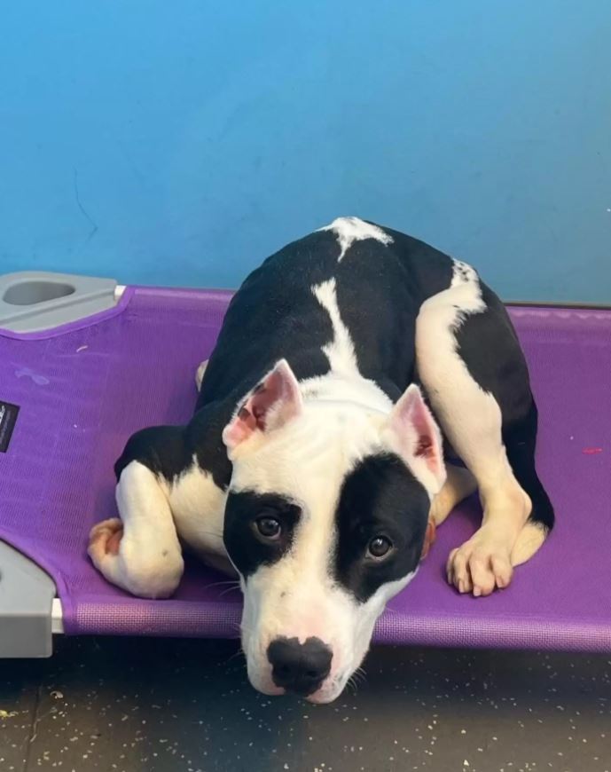 A shelter dog shows best reaction to have been reunited with his family, after thinking he had lost them forever 2