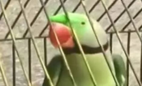 Parrot sent to re-education for constantly scolding 85-year-old grandma. Image:  India Times