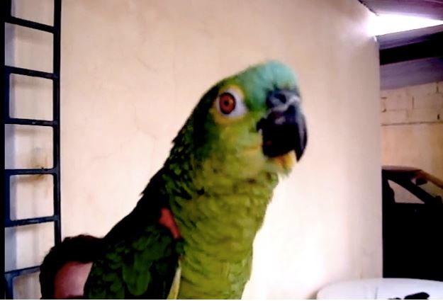 Parrot was arrested for often swearing at 85-year-old grandmother 2