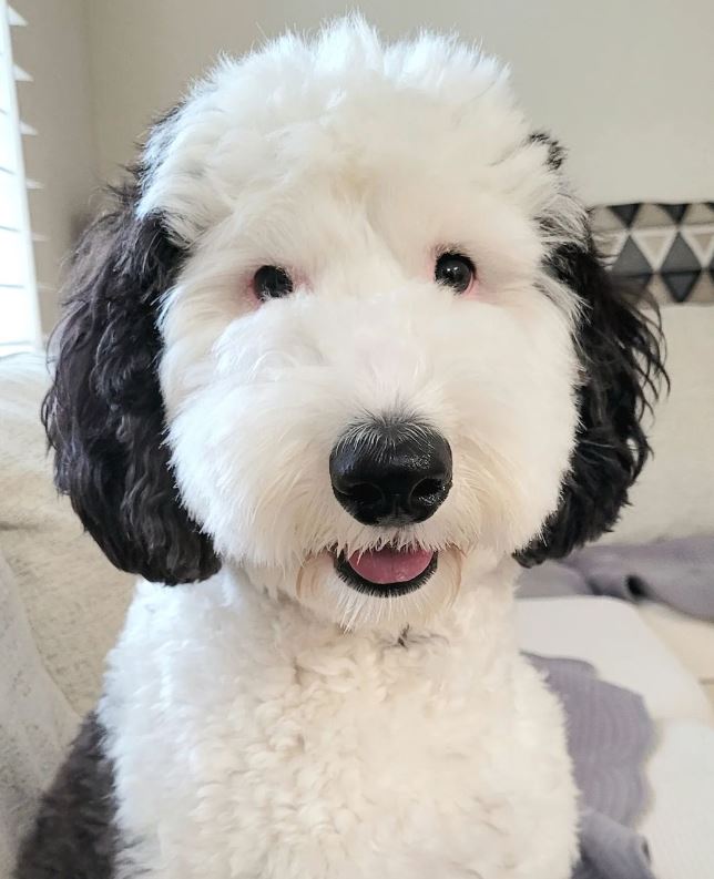 Snoopy is real! Meet Bailey, Snoopy's twin brother in real life! 1