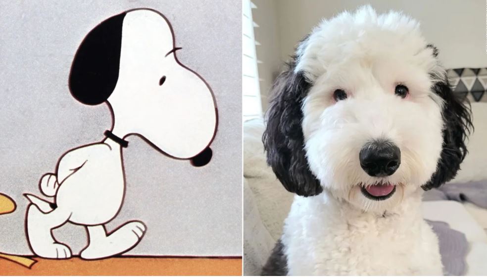 Snoopy is real! Meet Bailey, Snoopy's twin brother in real life! 2
