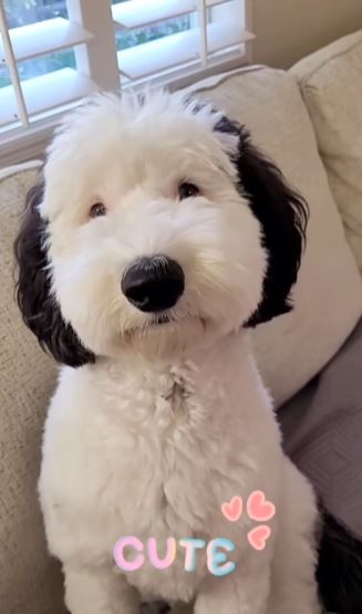 Snoopy is real! Meet Bailey, Snoopy's twin brother in real life! 5