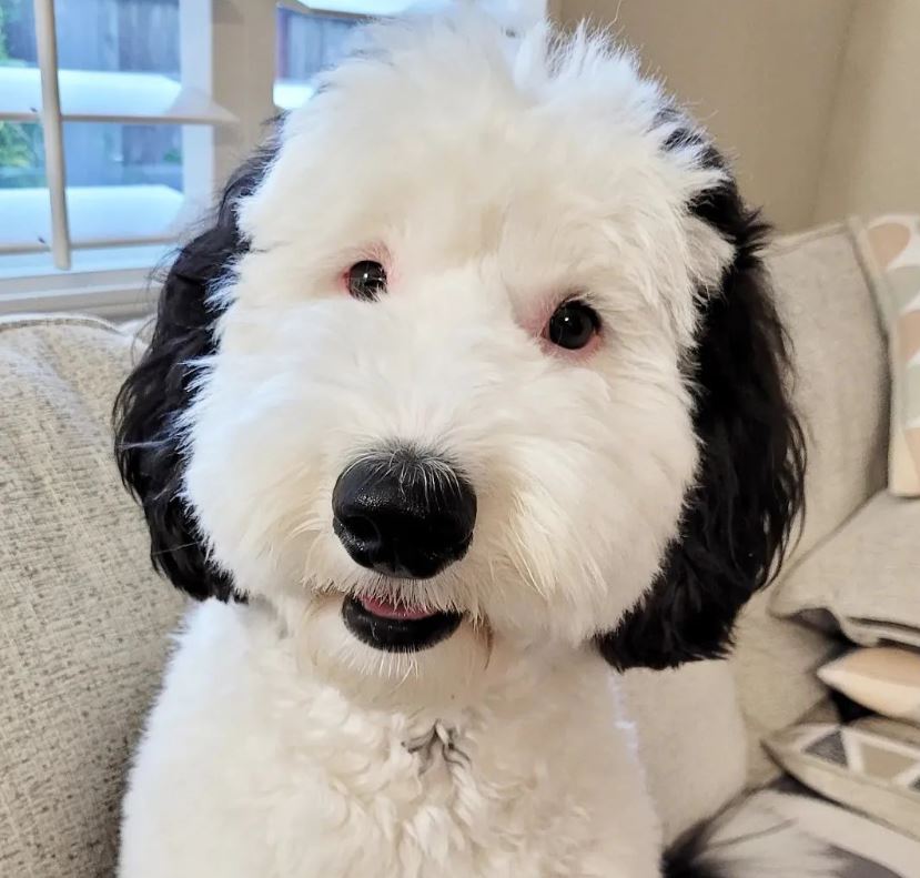 Snoopy is real! Meet Bailey, Snoopy's twin brother in real life! 6