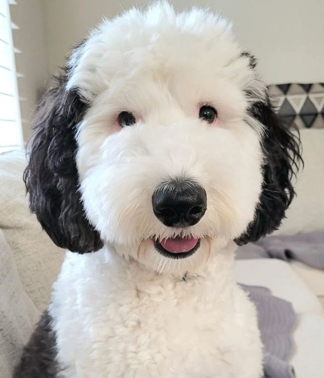 Snoopy is real! Meet Bailey, Snoopy's twin brother in real life! 7
