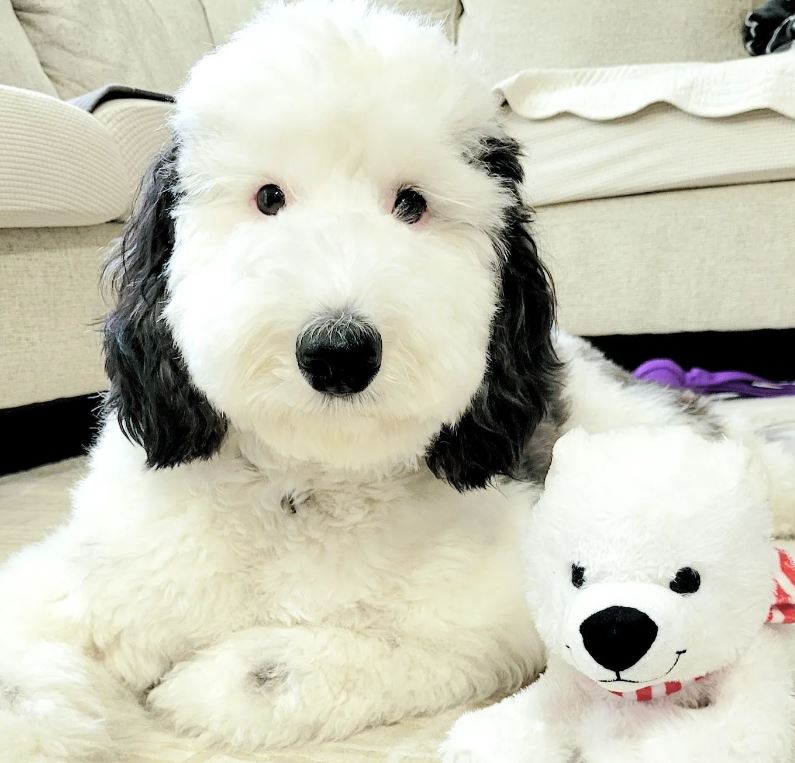 Snoopy is real! Meet Bailey, Snoopy's twin brother in real life! 8