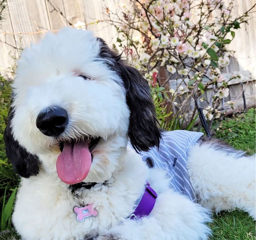 Snoopy is real! Meet Bailey, Snoopy's twin brother in real life! 9