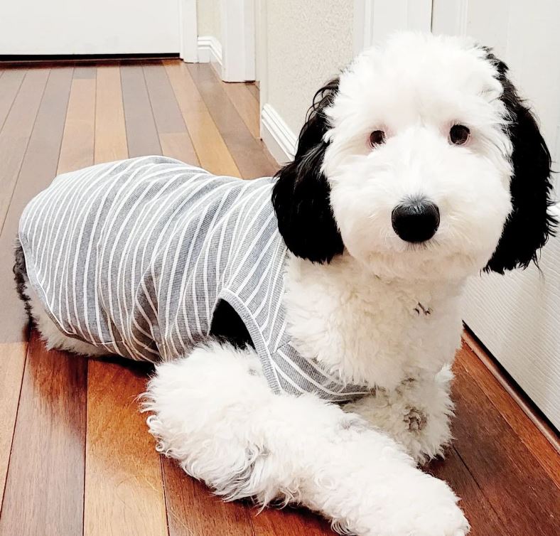 Snoopy is real! Meet Bailey, Snoopy's twin brother in real life! 10