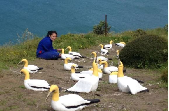 The story of world's loneliest bird: fell in love with a piece of concrete all his life because he had no friends 3