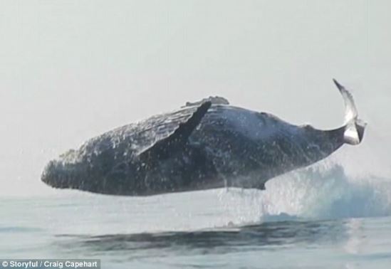 VIDEO: A 40-ton humpback whale flies completely out of the water 1