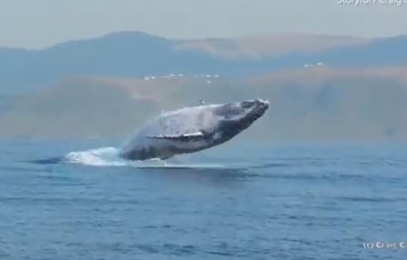 VIDEO: A 40-ton humpback whale flies completely out of the water 3