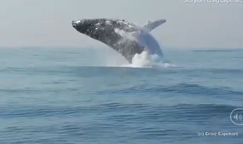 VIDEO: A 40-ton humpback whale flies completely out of the water 4