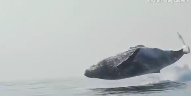 VIDEO: A 40-ton humpback whale flies completely out of the water 2