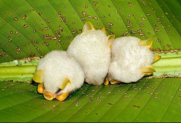 Adorable white bat with unusual appearance captured in close-up 1