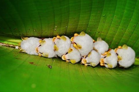 Adorable white bat with unusual appearance captured in close-up 2
