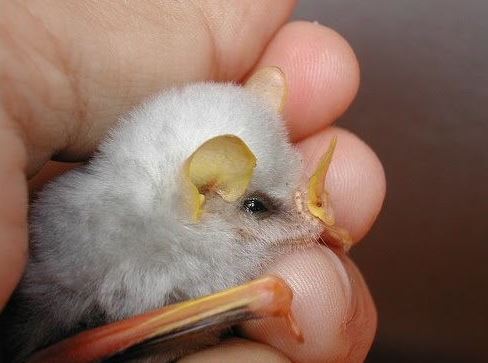 Adorable white bat with unusual appearance captured in close-up 3