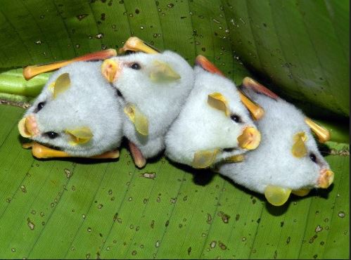 Adorable white bat with unusual appearance captured in close-up 5