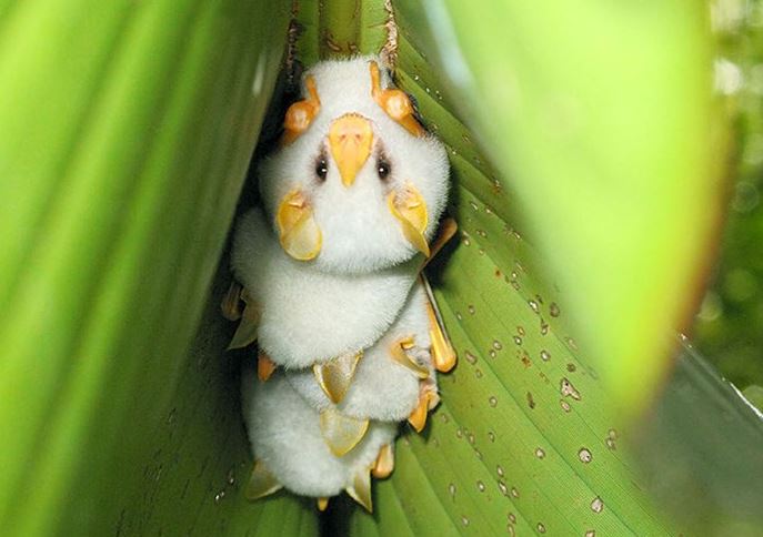 Adorable white bat with unusual appearance captured in close-up 4
