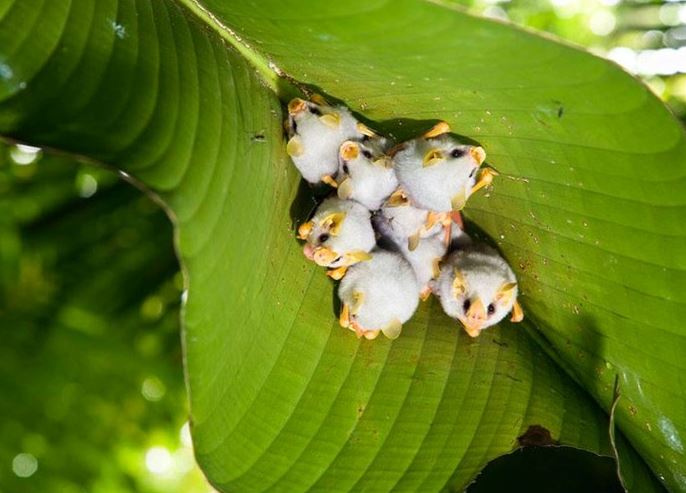 Adorable white bat with unusual appearance captured in close-up 6