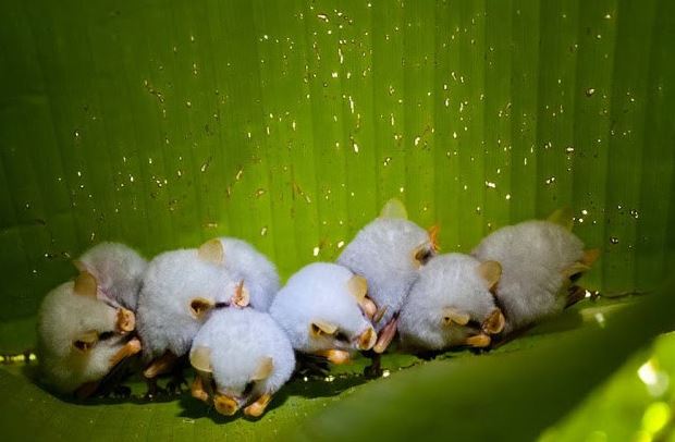 Adorable white bat with unusual appearance captured in close-up 7