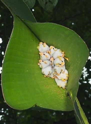 Adorable white bat with unusual appearance captured in close-up 8