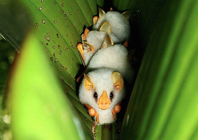 Adorable white bat with unusual appearance captured in close-up 9