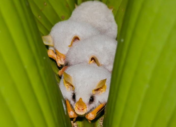 Adorable white bat with unusual appearance captured in close-up 10