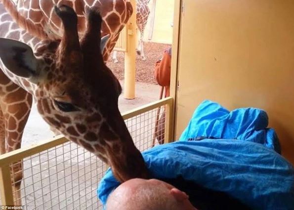 Heartbreaking moment giraffe kisses dying zoo employee goodbye 2