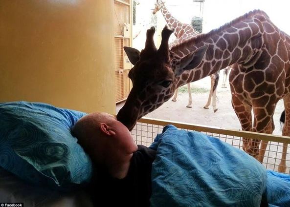 The giraffe approaches and gives Mario a goodbye kiss. Image Credit: Daily Mail