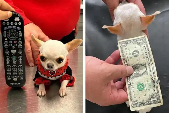 Meet Pearl: The world's smallest dog, the zize of a dollar bill 1