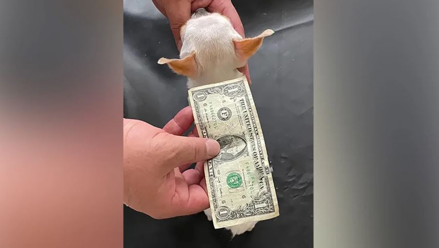 Meet Pearl: The world's smallest dog, the zize of a dollar bill 2