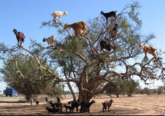 The strange Moroccan goats live in trees and climb like monkeys 1