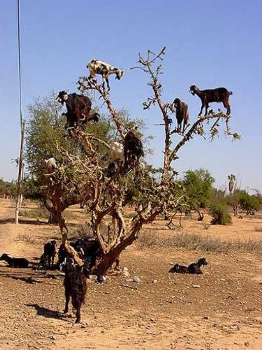 The strange Moroccan goats live in trees and climb like monkeys 2