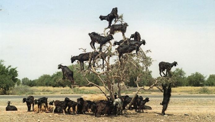 The strange Moroccan goats live in trees and climb like monkeys 3