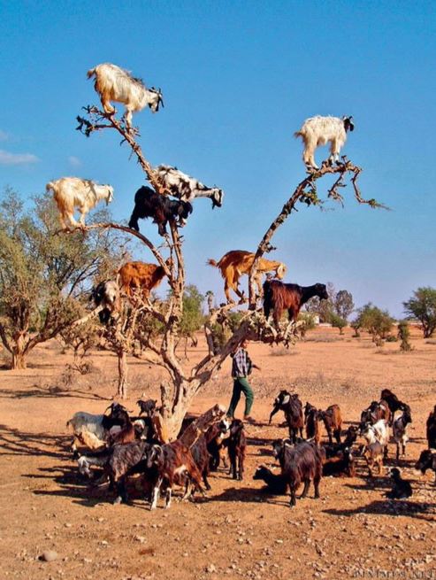 The strange Moroccan goats live in trees and climb like monkeys 5