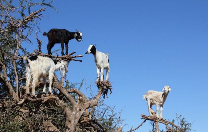 The strange Moroccan goats live in trees and climb like monkeys 6