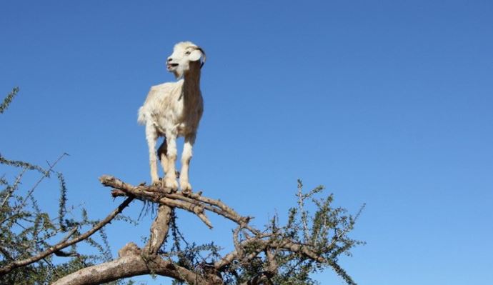 The strange Moroccan goats live in trees and climb like monkeys 7