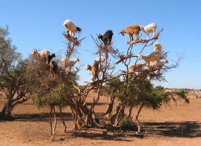 The strange Moroccan goats live in trees and climb like monkeys 8
