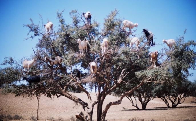 The strange Moroccan goats live in trees and climb like monkeys 9