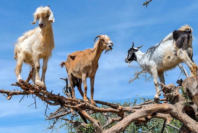 The strange Moroccan goats live in trees and climb like monkeys 10