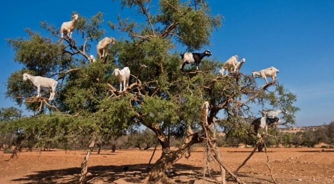 The strange Moroccan goats live in trees and climb like monkeys 11
