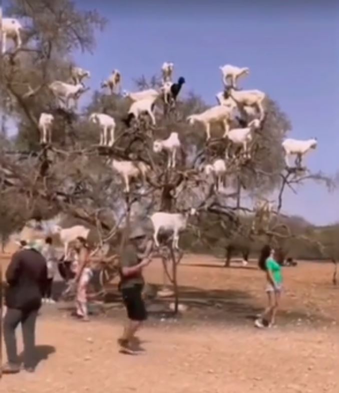 The strange Moroccan goats live in trees and climb like monkeys 12