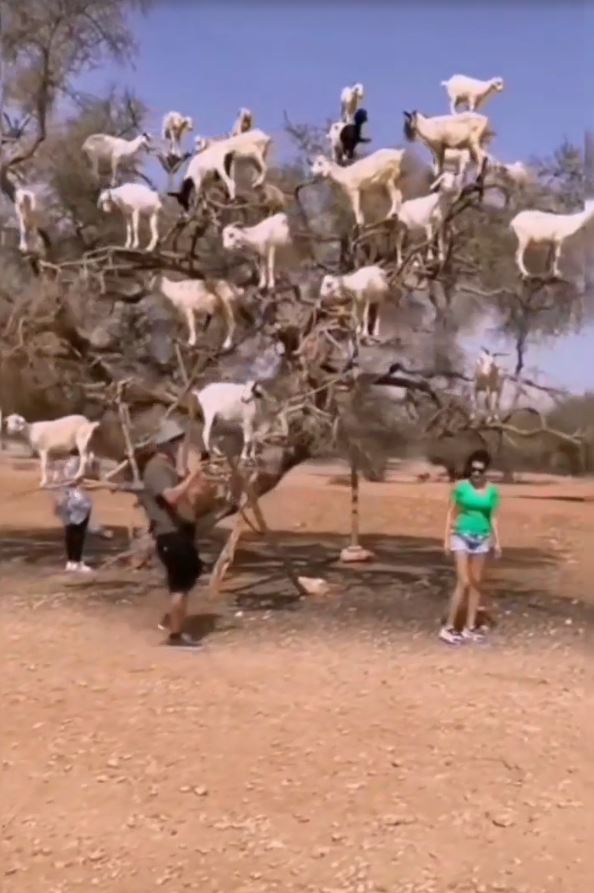 The strange Moroccan goats live in trees and climb like monkeys 13