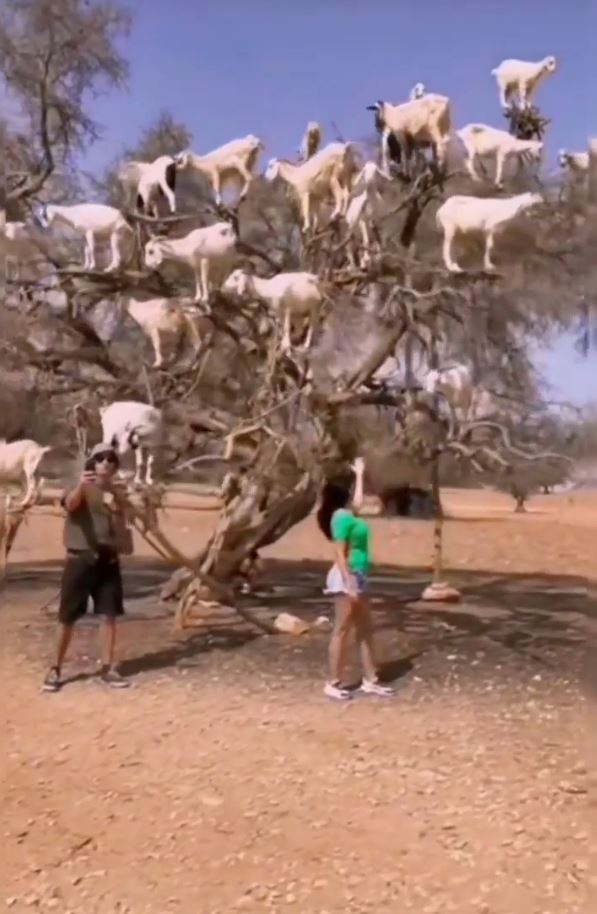 The strange Moroccan goats live in trees and climb like monkeys 14