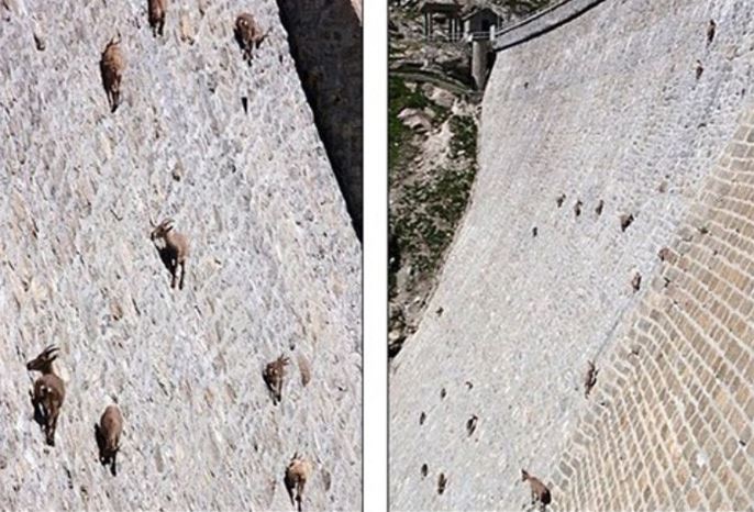 The strange Moroccan goats live in trees and climb like monkeys 15